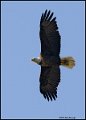 _0SB8885 american bald eagle